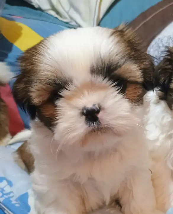 Shih Tzu
