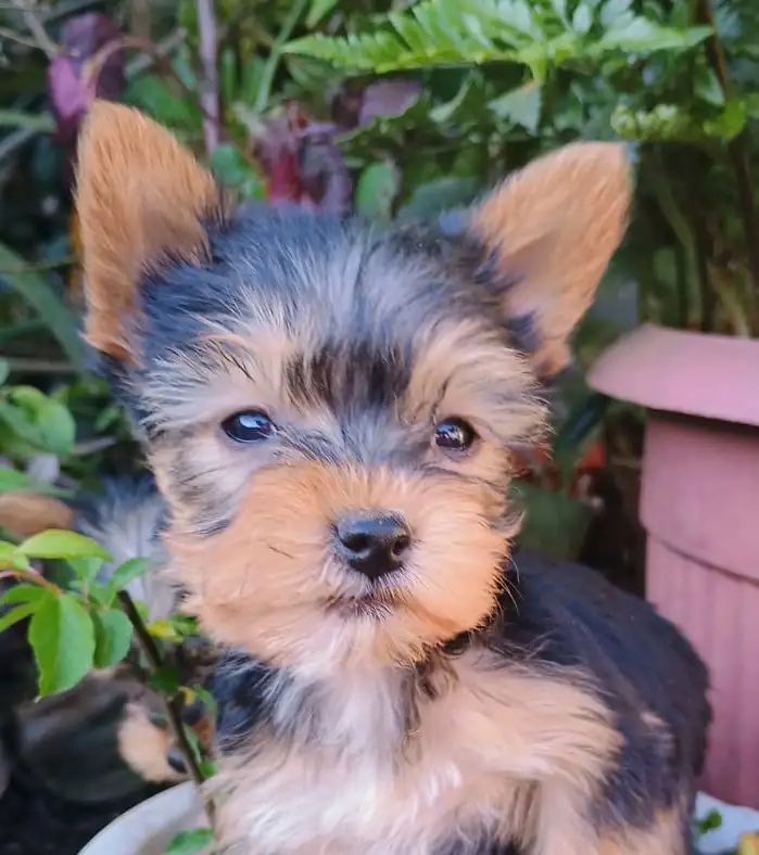 Yorkshire Terrier